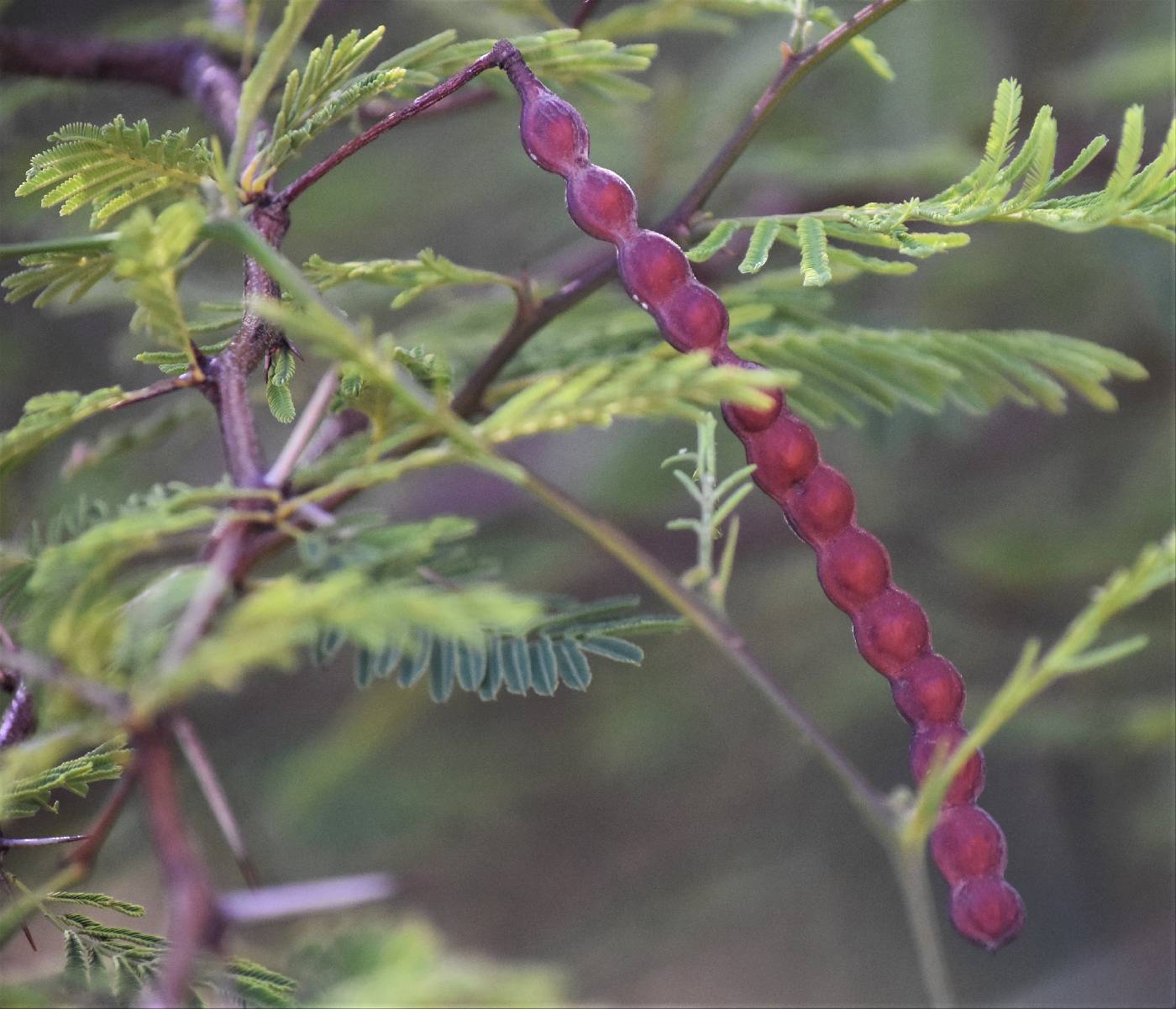 Acacia aroma image