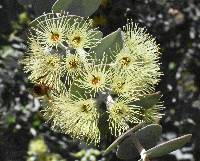 Eucalyptus kruseana image