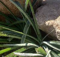 Image of Agave maculata
