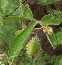 Passiflora arizonica image