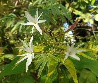 Image of Jasminum laurifolium