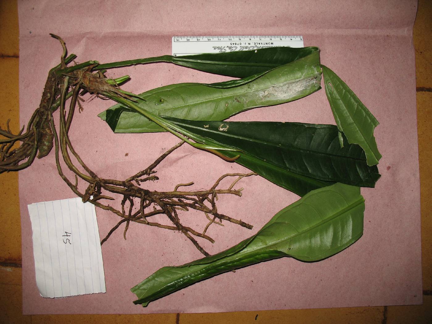 Anthurium jilekii image