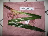 Aechmea aquilega image