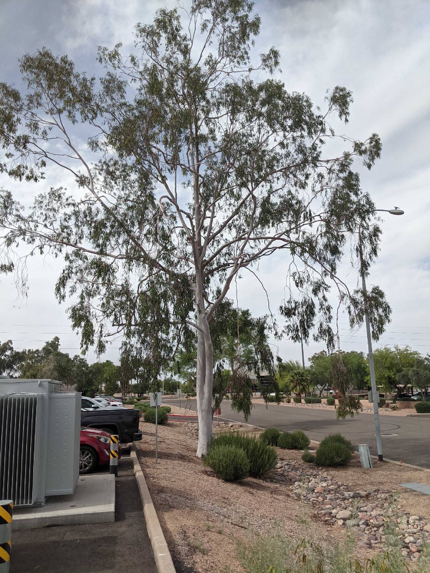 Corymbia citriodora image