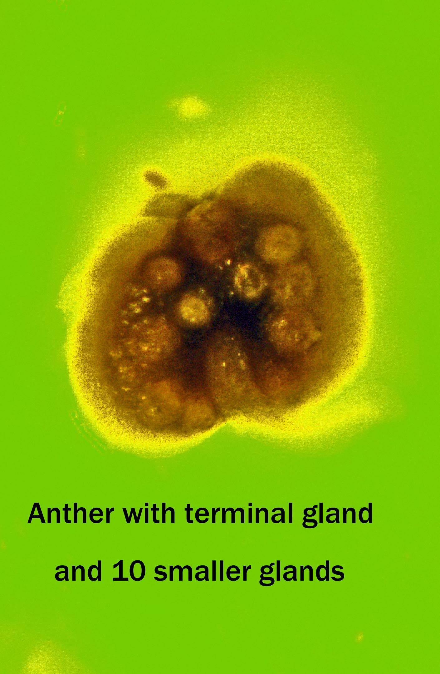 Psidium nummularia image