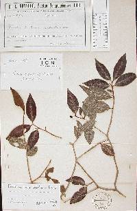 Psidium oligospermum image