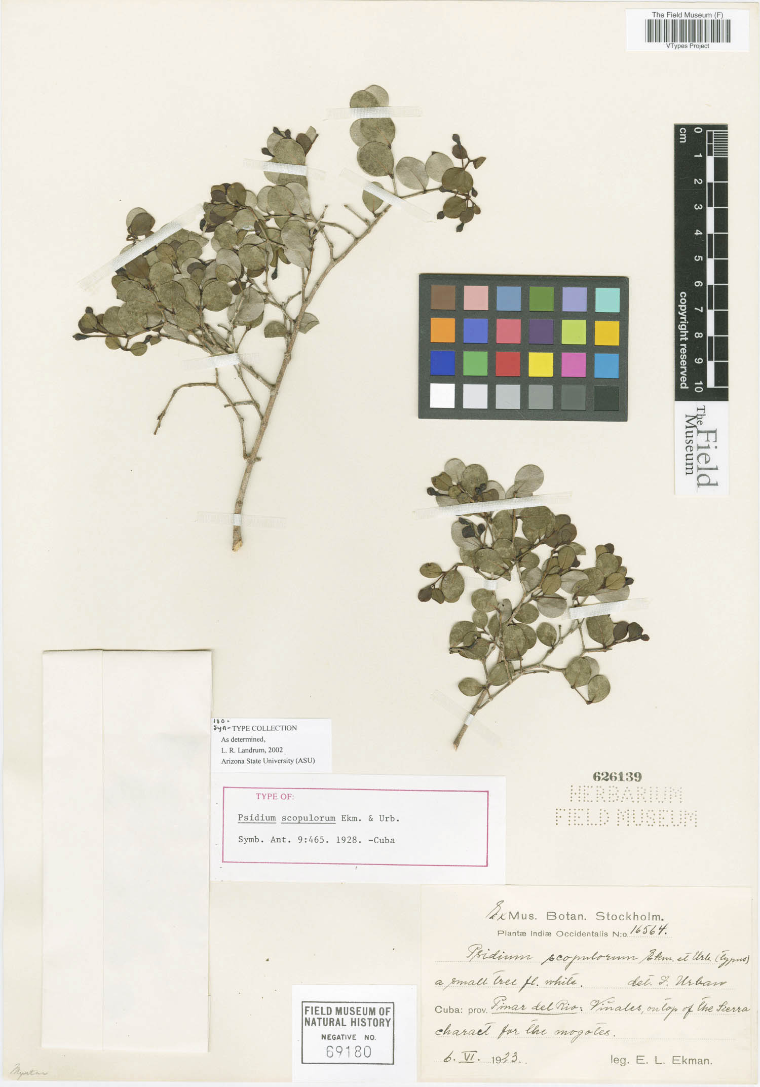 Psidium nummularia image