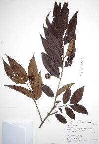 Psidium rutidocarpum image