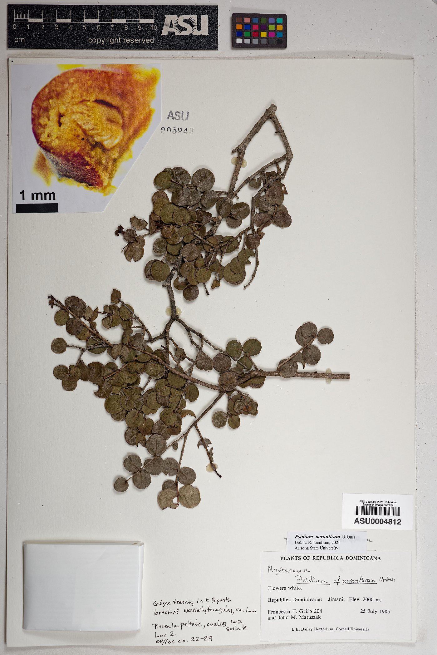 Psidium acranthum image