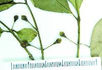 Psidium oligospermum image