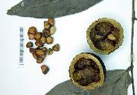 Psidium oblongatum image
