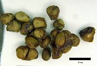 Psidium oblongatum image