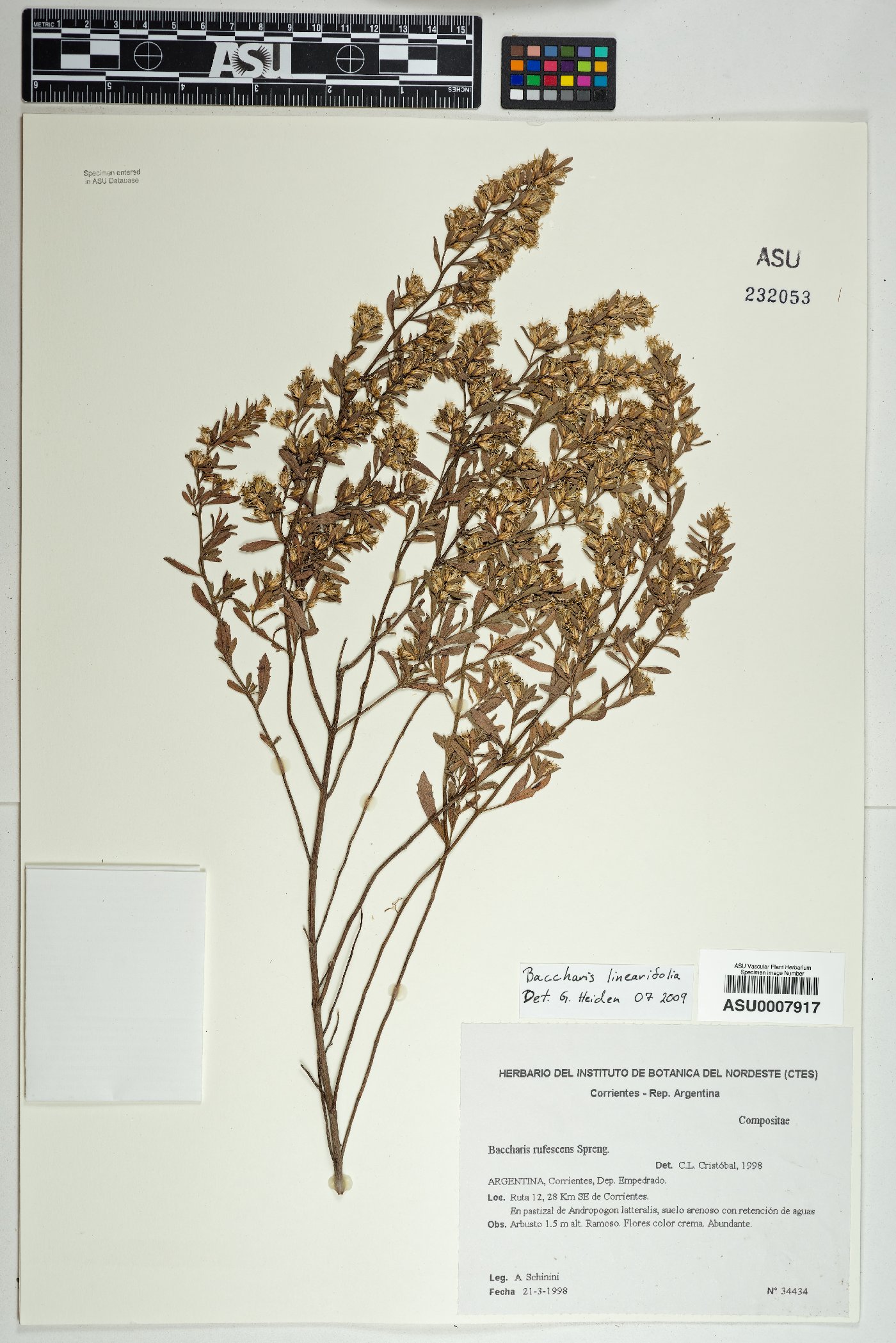 Baccharis linearifolia image