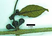Psidium oblongatum image