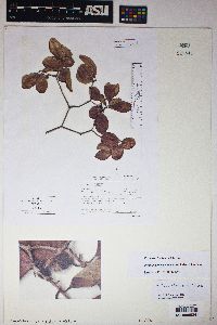 Psidium brevipedunculatum image