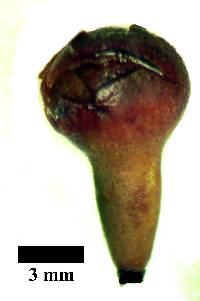 Psidium oblongatum image