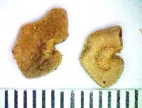 Psidium riparium image