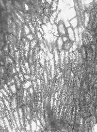 Psidium riparium image
