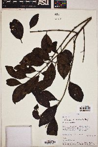 Psidium pedicellatum image
