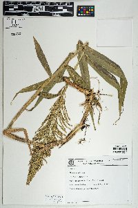 Ocellochloa rudis image