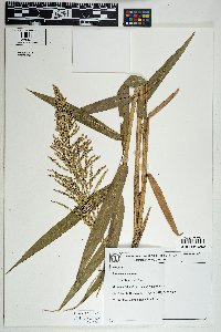 Ocellochloa rudis image