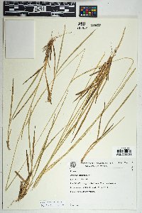 Mesosetum loliiforme image