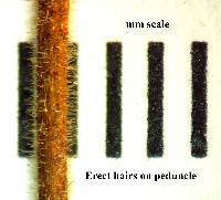 Psidium striatulum image