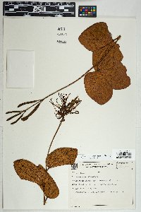 Bauhinia campestris image