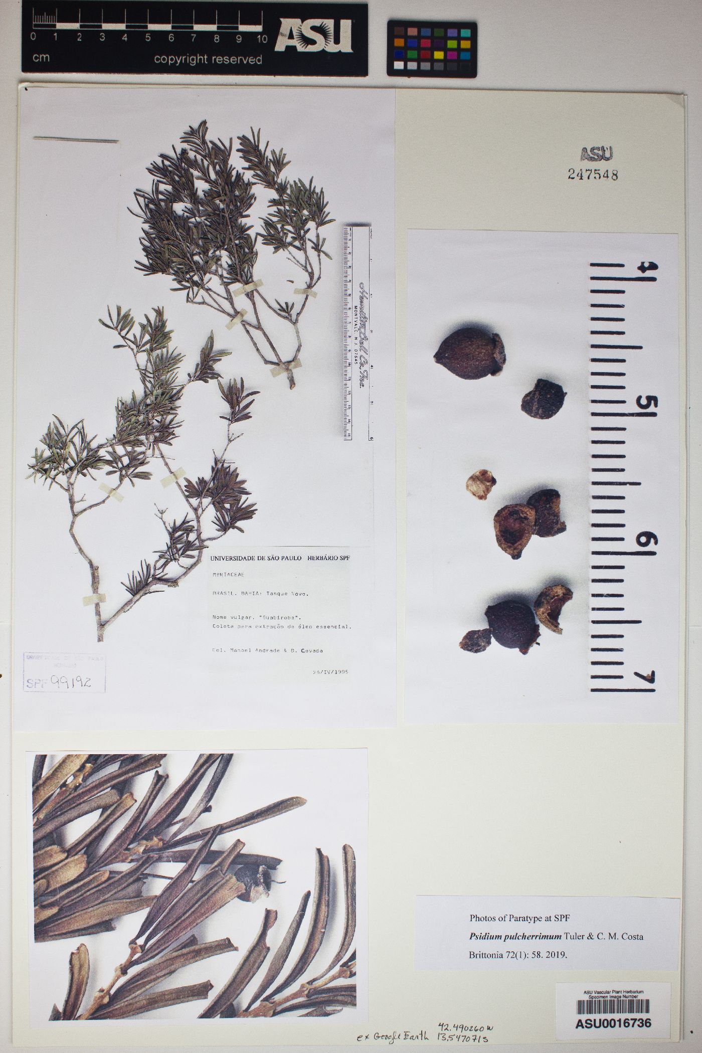 Psidium pulcherrimum image