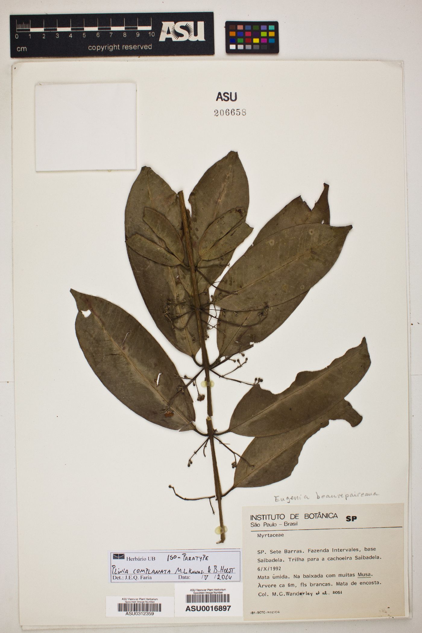 Plinia complanata image