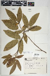 Camptosema coriaceum image