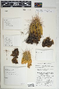 Echinocereus coccineus subsp. santaritensis image