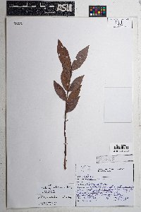 Psidium myrtoides image