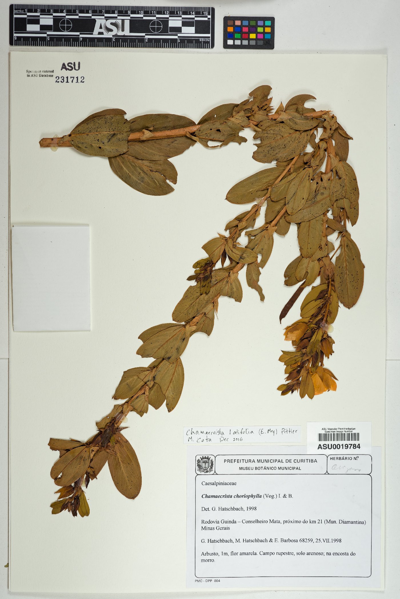 Chamaecrista latifolia image