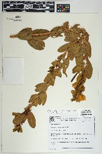 Chamaecrista latifolia image