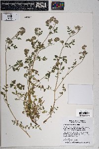 Phacelia cryptantha image