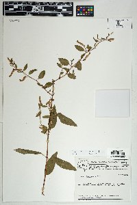 Cuphea fuchsiifolia image