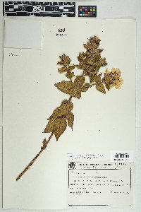 Diplusodon paraisoensis image