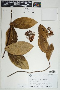 Niedenzuella sericea image