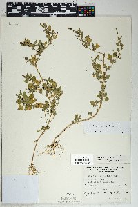 Chenopodium fremontii image