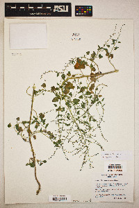 Chenopodium palmeri image