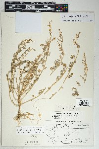 Chenopodium parryi image