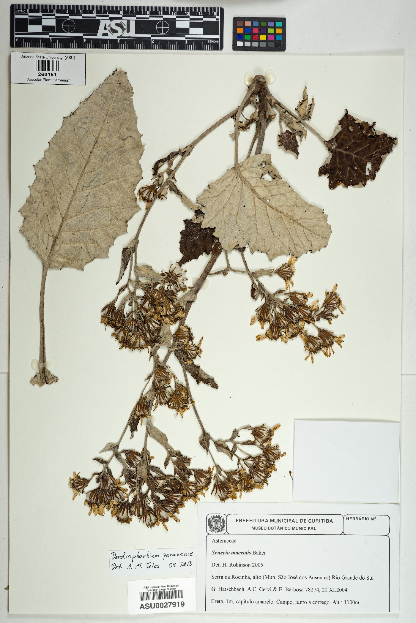 Dendrophorbium paranense image