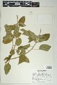 Croton gracilipes image