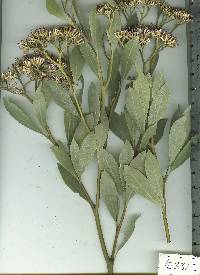 Image of Tessaria integrifolia