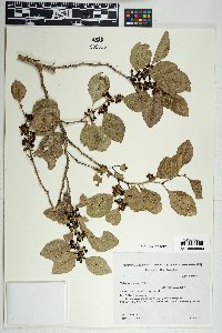 Xylosma venosa image