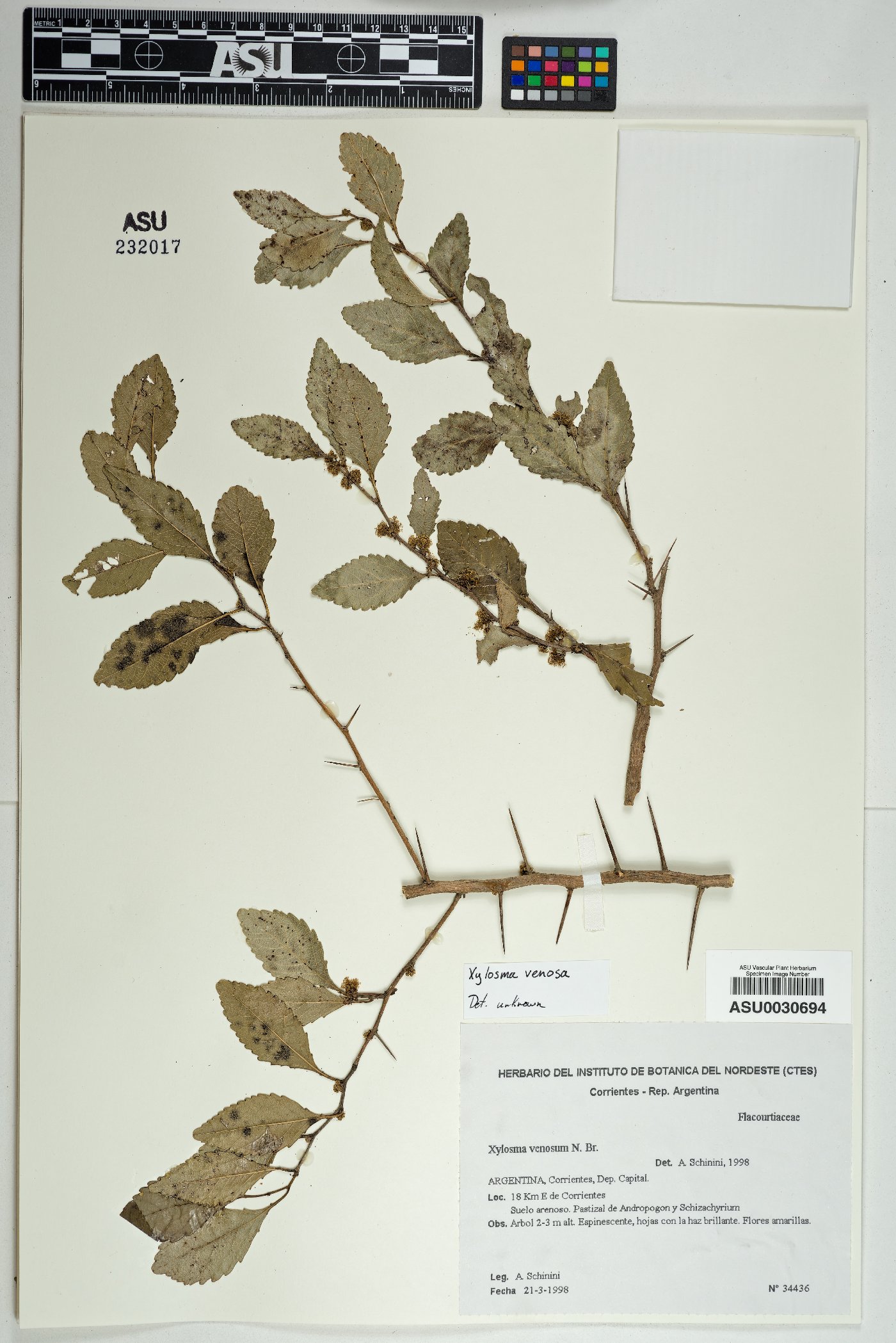 Xylosma venosa image