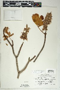 Aesculus parryi image