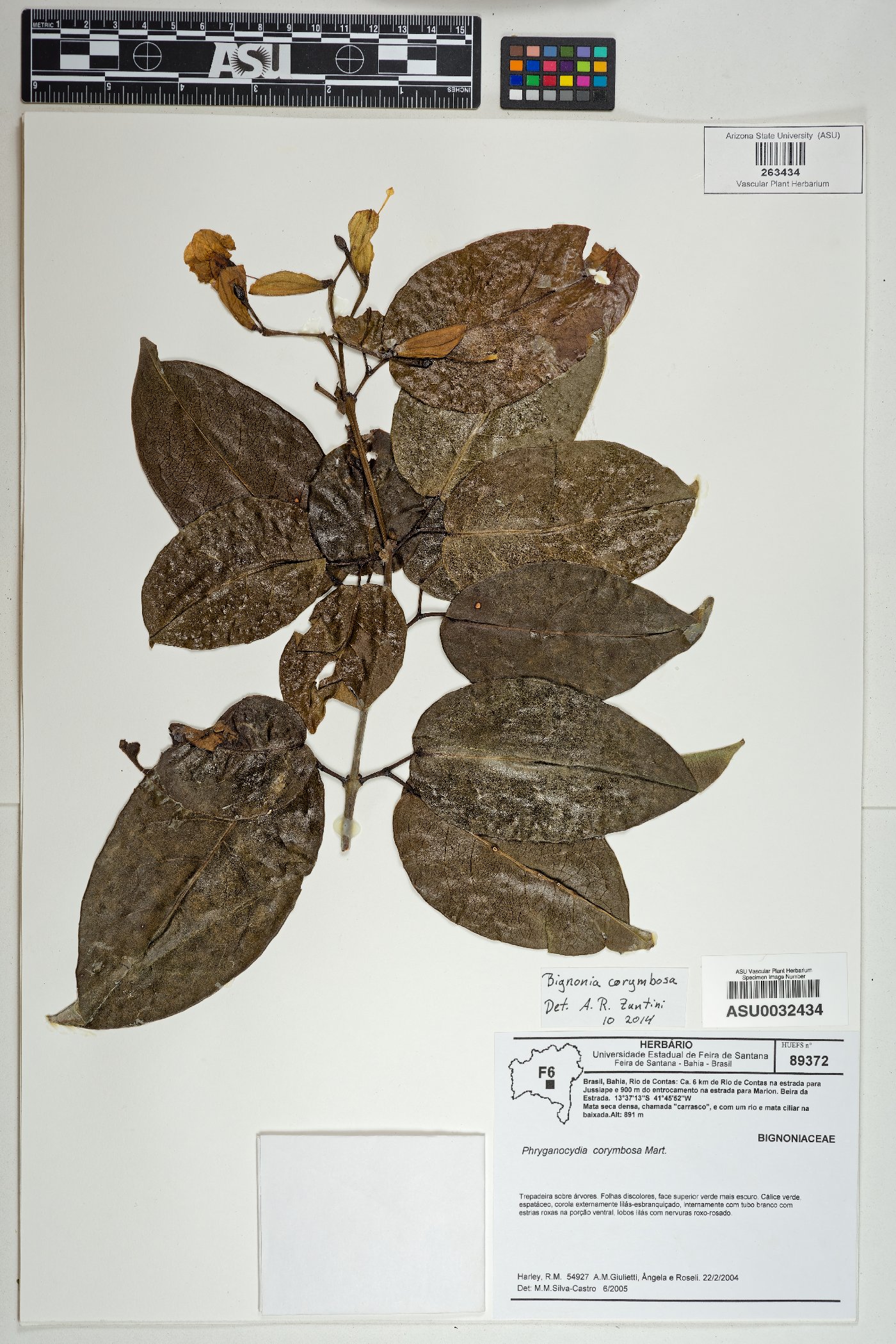 Bignonia corymbosa image