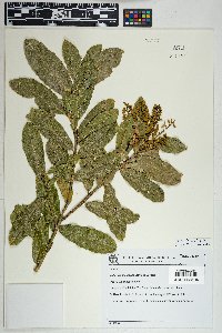 Zollernia ilicifolia image